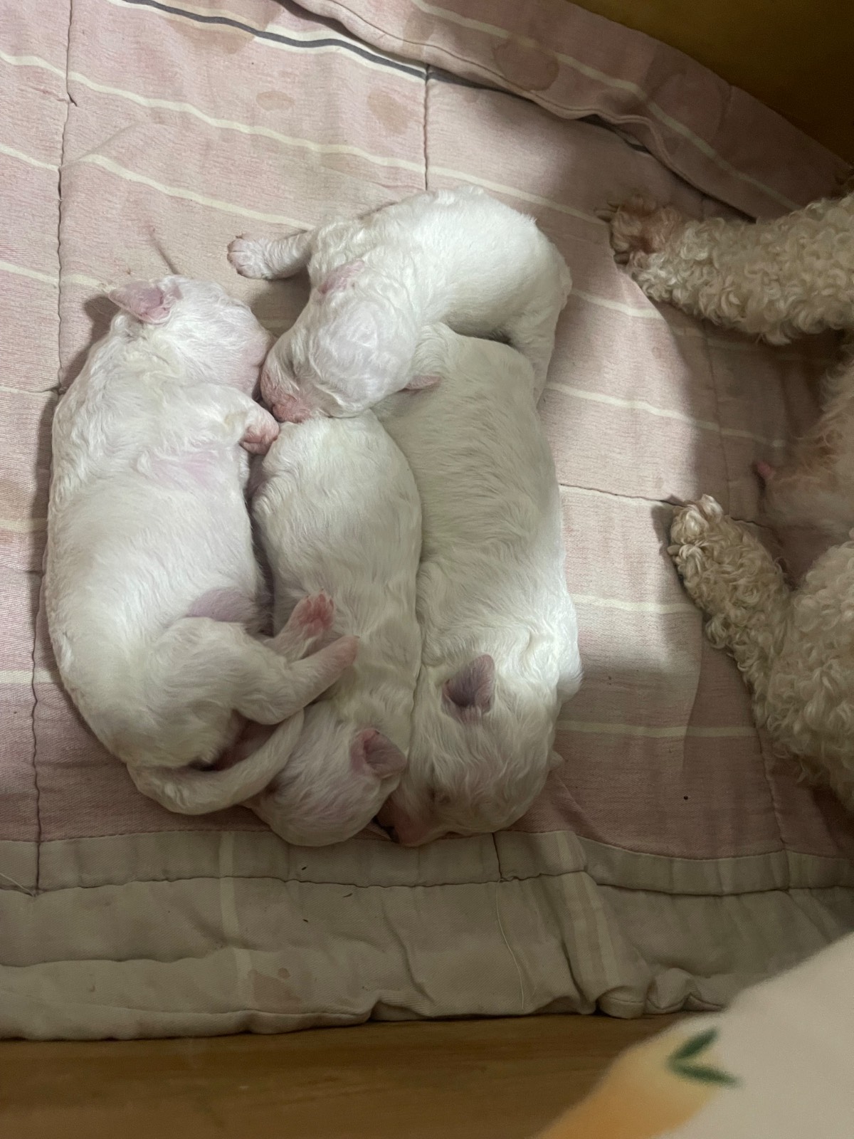 出售家养标体比熊。母的。